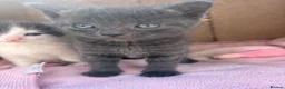 Domestic Shorthair cats for sale: 3 perfect moggys - Advert 9