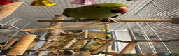 Parakeets birds for sale: Indian rose ringed parakeet - Advert 6
