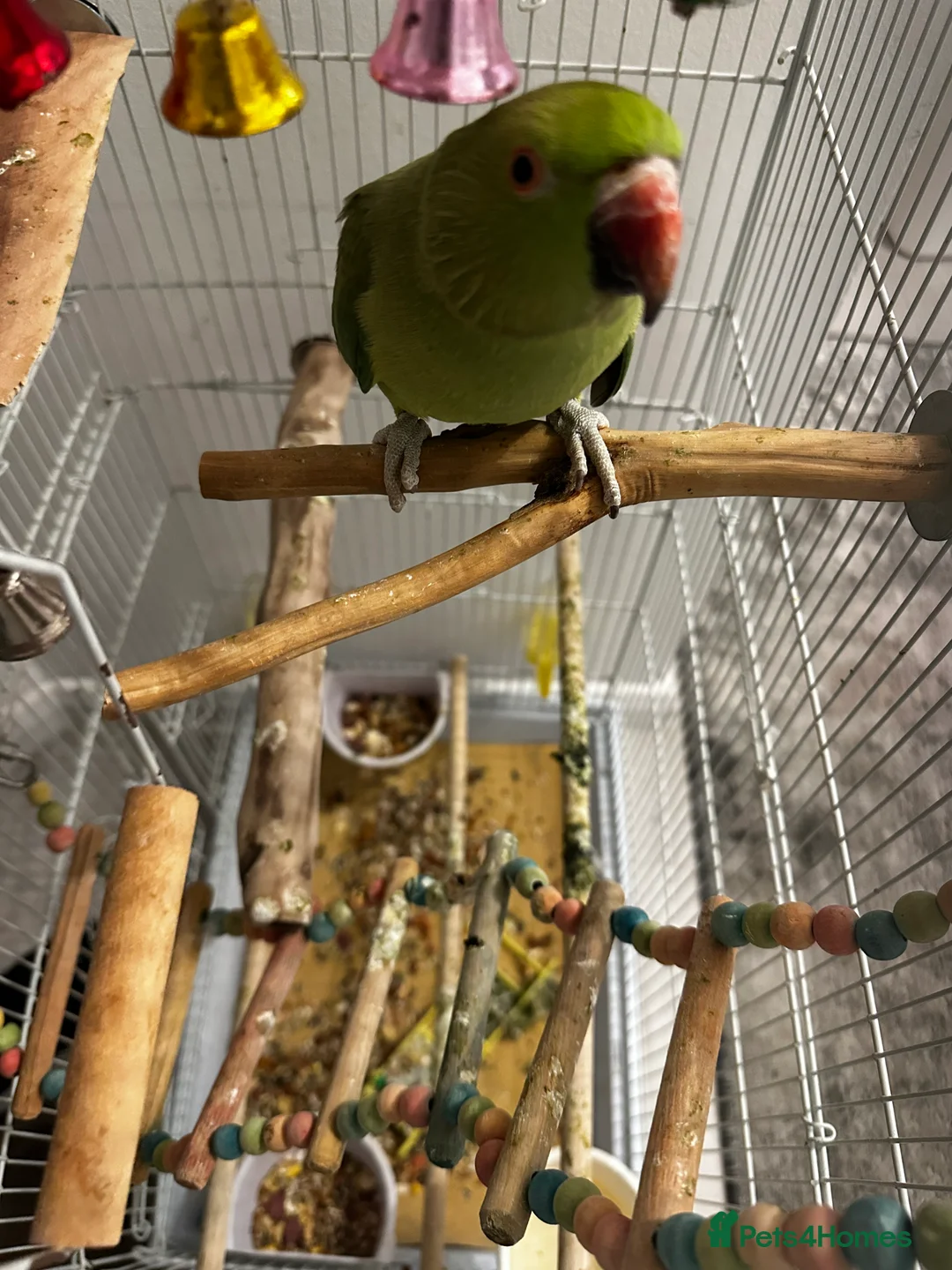 Parakeets birds for sale: Indian rose ringed parakeet - Advert 6