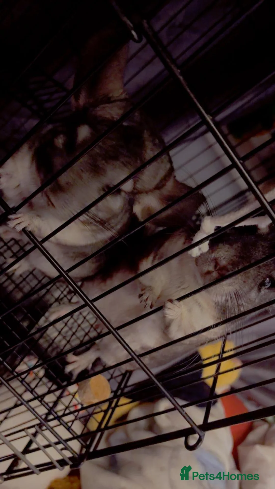 Chinchilla rodents for sale: 2 chinchillas for sale roughly 4/5 years old  in Birmingham - Advert 1