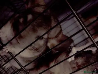 Chinchilla rodents 2 chinchillas for sale roughly 4/5 years old - Advert 5