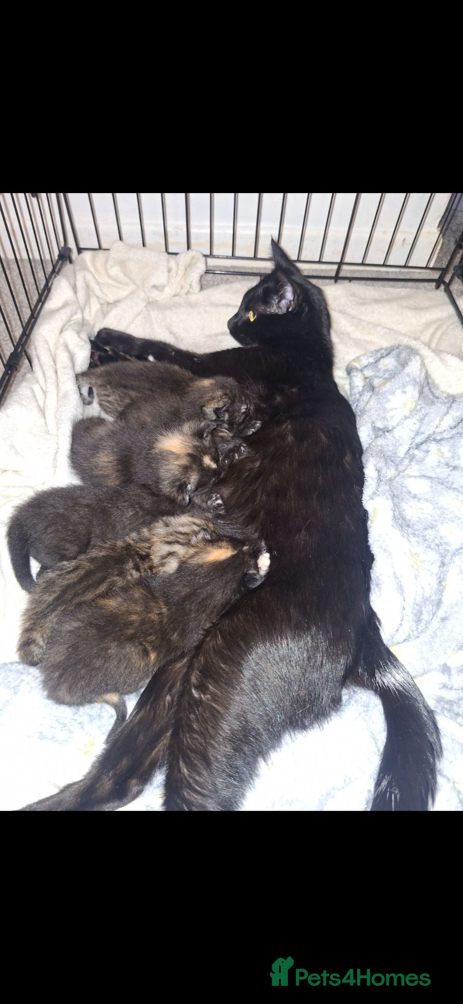 Mixed Breed cats 6 beautiful kittens ❤️  - Advert 6