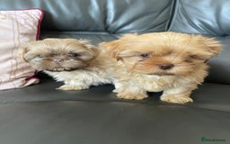 Shih Tzu dogs for sale: imperial shih tzu  in Nottingham - Image 10