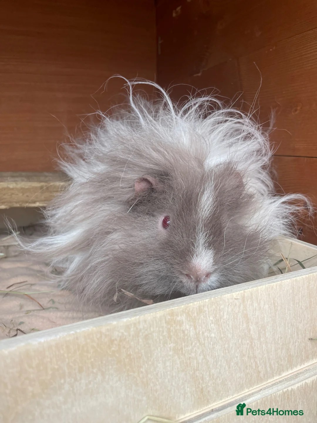 Guinea Pig rodents for sale: Adorable Lunkarya Guinea Pigs  in Bournemouth - Advert 4