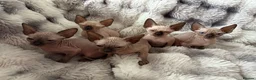 Sphynx cats for sale: Sphynx canadian kittens ready to leave now  - Advert 1