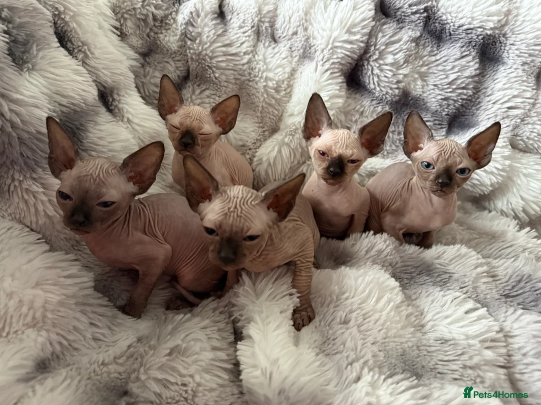 Sphynx cats for sale: Sphynx canadian kittens ready to leave now  - Advert 1
