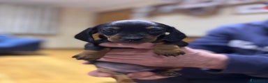 Miniature Dachshund Puppy 5