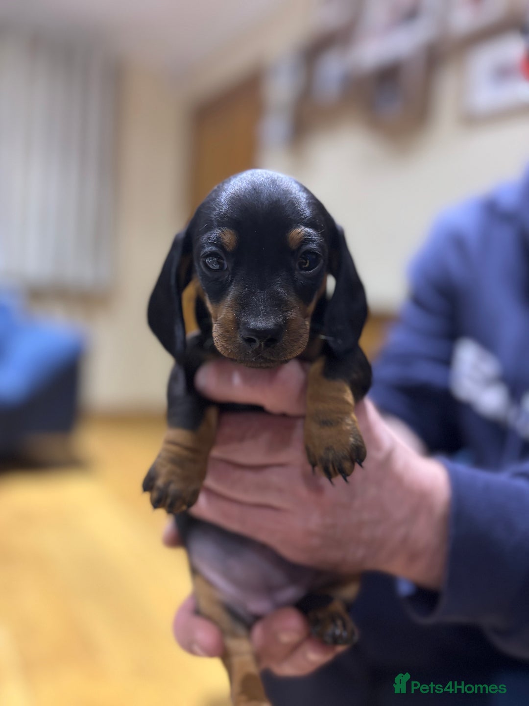 Miniature Dachshund dogs for sale: Miniature dachshunds  - Advert 7