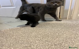 Scottish Fold cats for sale: Scottish fold  - Image 9