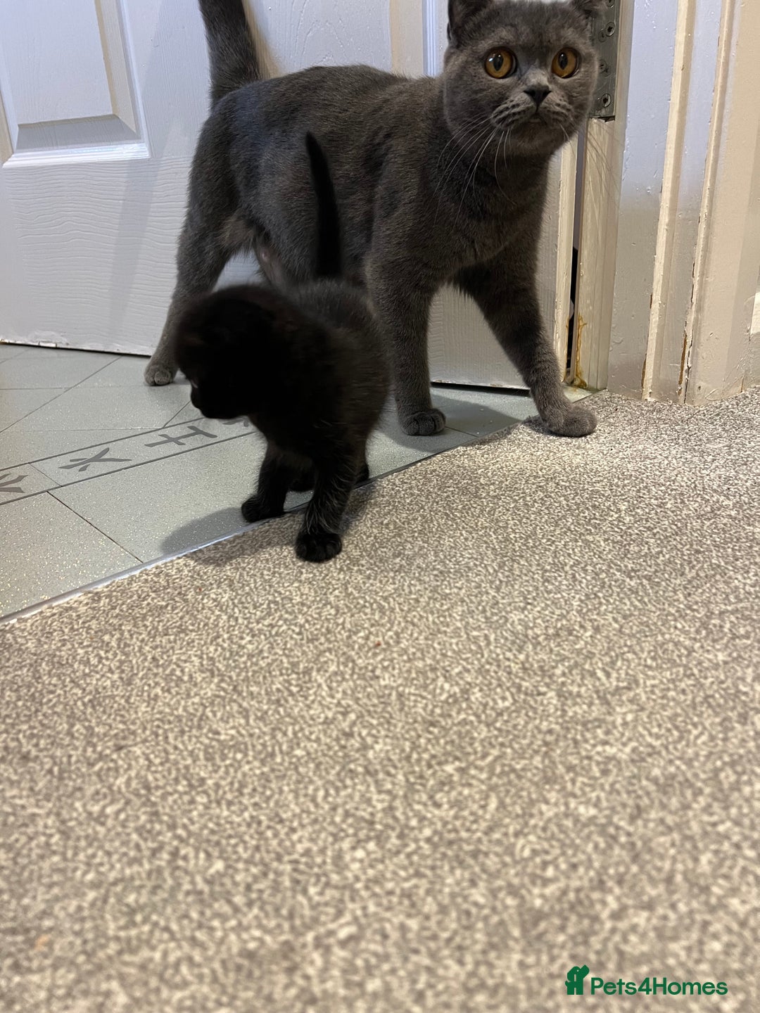 Scottish Fold cats for sale: Scottish fold  - Image 9