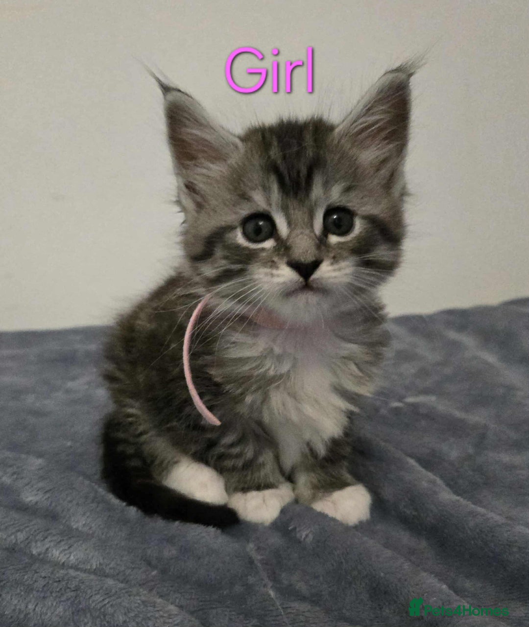 Maine Coon cats for sale: 4 Maine Coon kittens  - Image 4