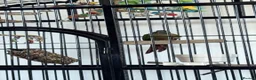 Conures birds for sale: Green Cheeked Conure Parrot - Advert 4