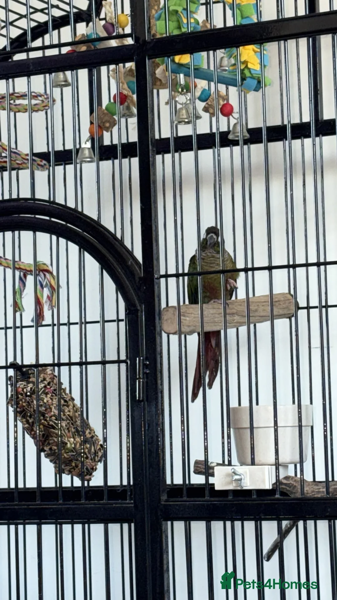 Conures birds for sale: Green Cheeked Conure Parrot - Advert 4