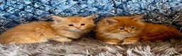 Maine Coon cats for sale: 2 Adorable Maine Coon Kittens TICA reg.  - Advert 16