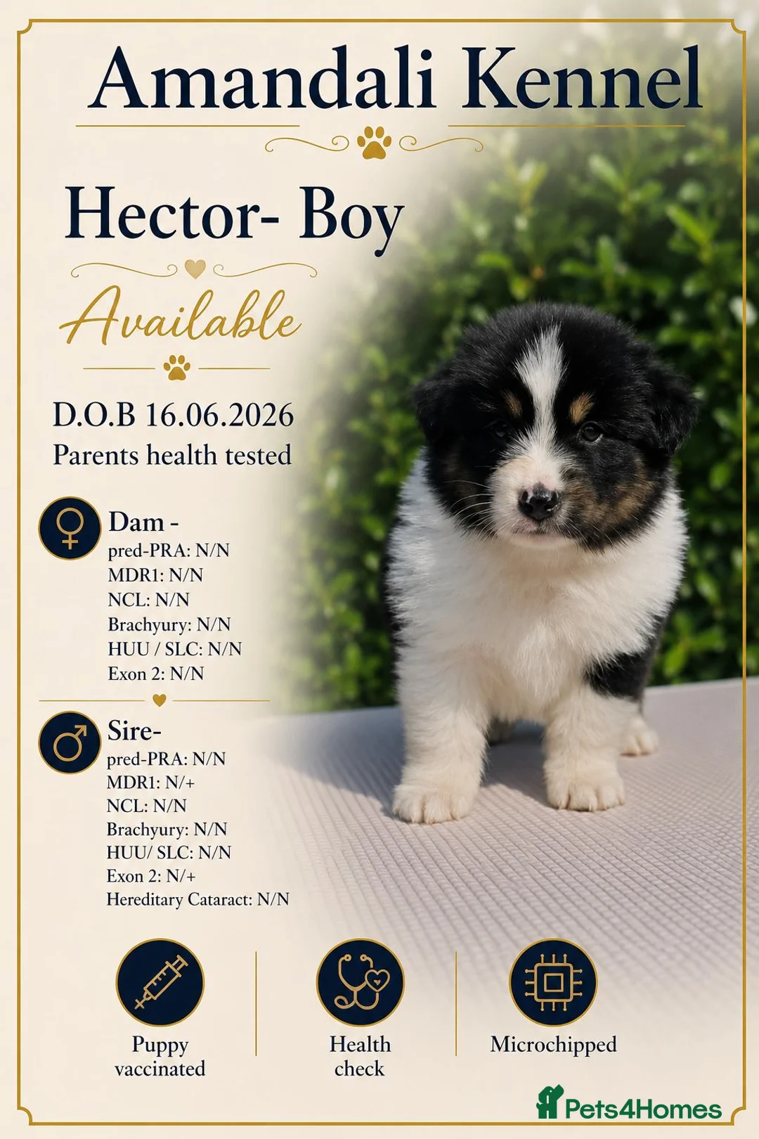 Australian Shepherd dogs for sale: Ready to leave Australian shepherd available - Advert 2