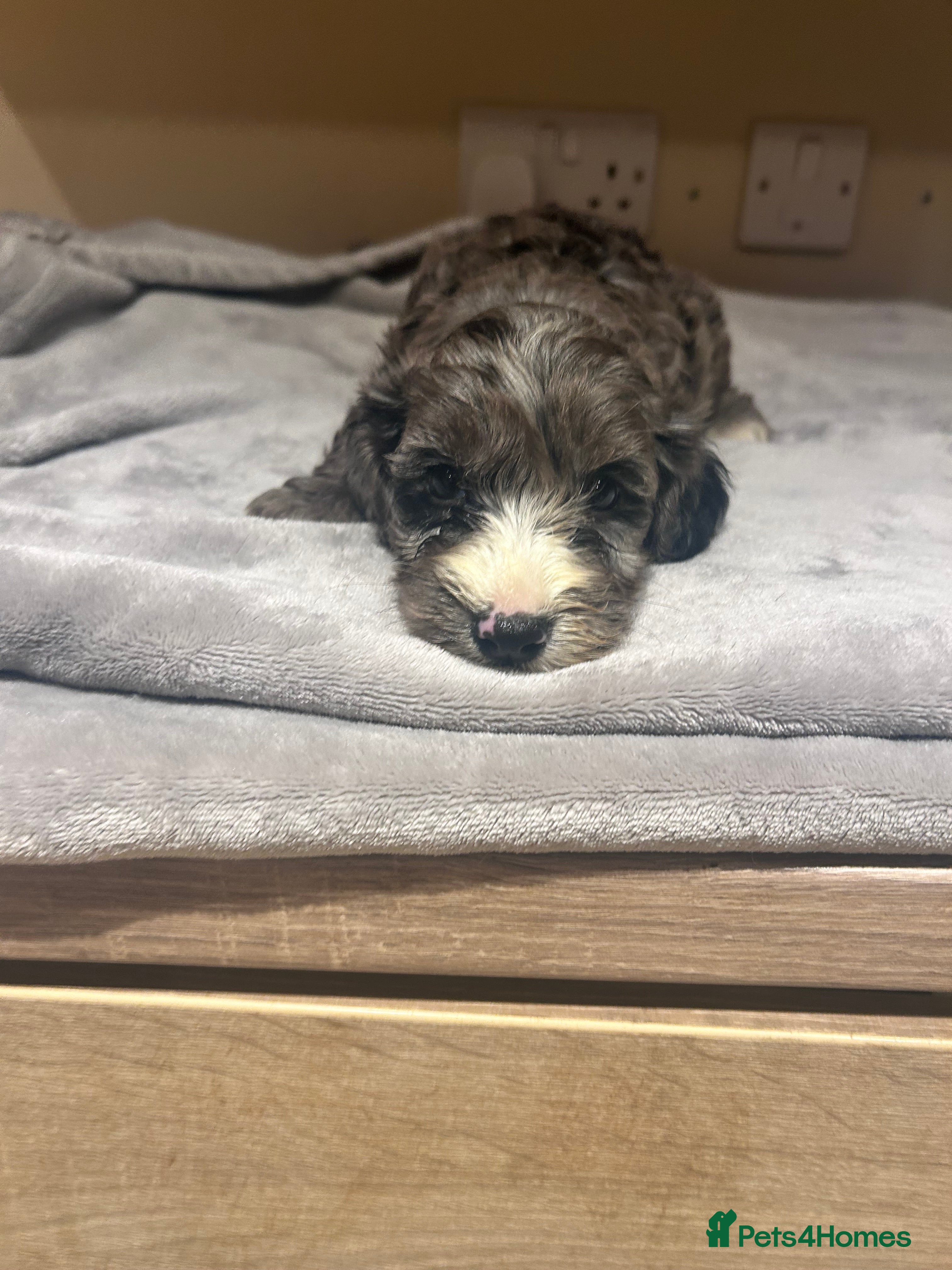 Cockapoo dogs F1 Cockerpo litter  - Advert 17