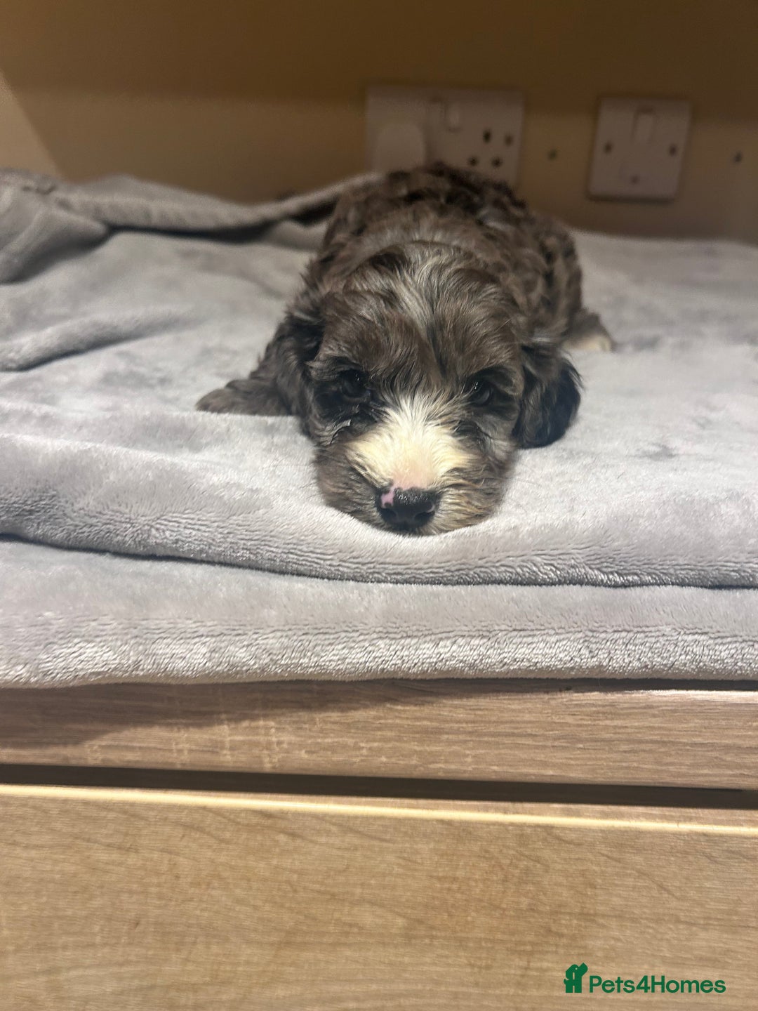 Cockapoo dogs for sale: F1 Cockerpo litter  - Advert 1