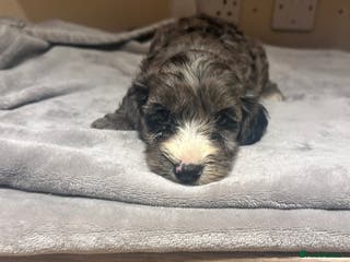 Cockapoo dogs F1 Cockerpo litter - Advert 17