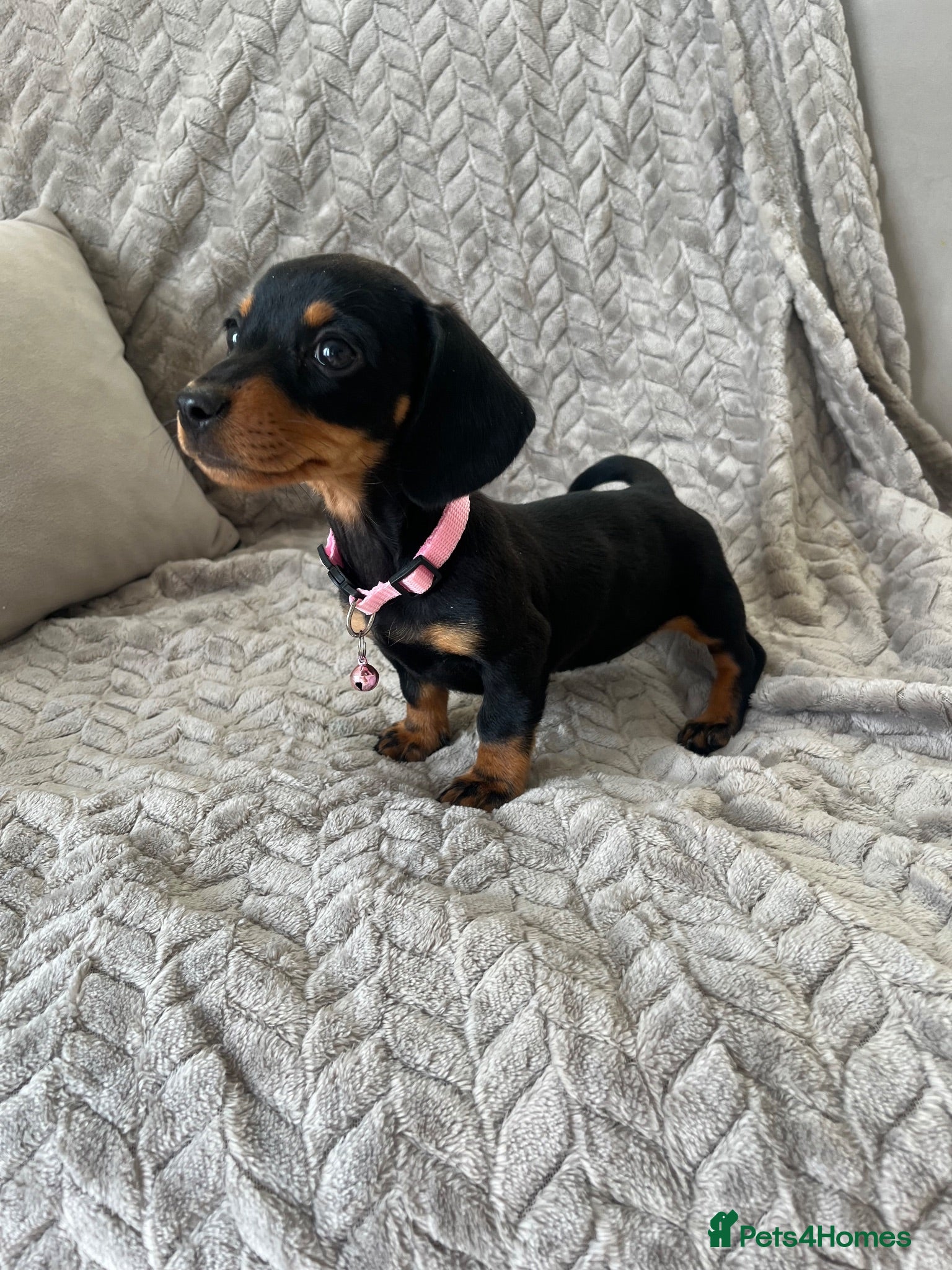 Miniature Dachshund dogs Miniature Dachshund  - Advert 2