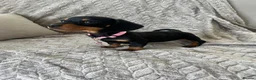 Miniature Dachshund dogs for sale: Miniature Dachshund  - Advert 2