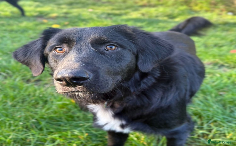 Mixed Breed dogs - Advert 1