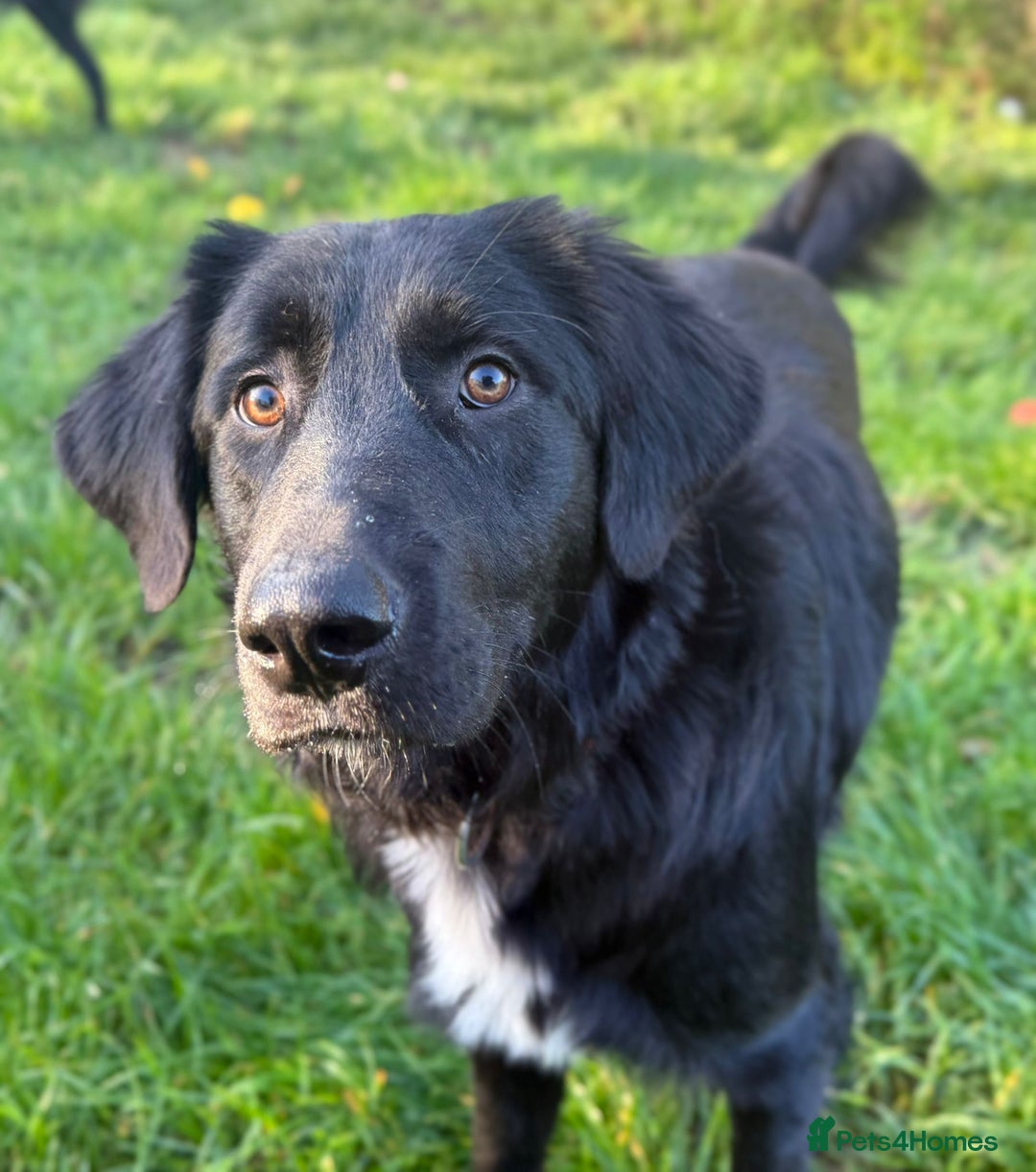 Mixed Breed dogs for adoption: Meet Basil !!  - Image 1