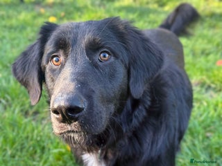 Mixed Breed dogs Meet Basil !! - Advert 13