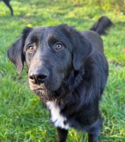 Mixed Breed dogs Meet Basil !! - Advert 6