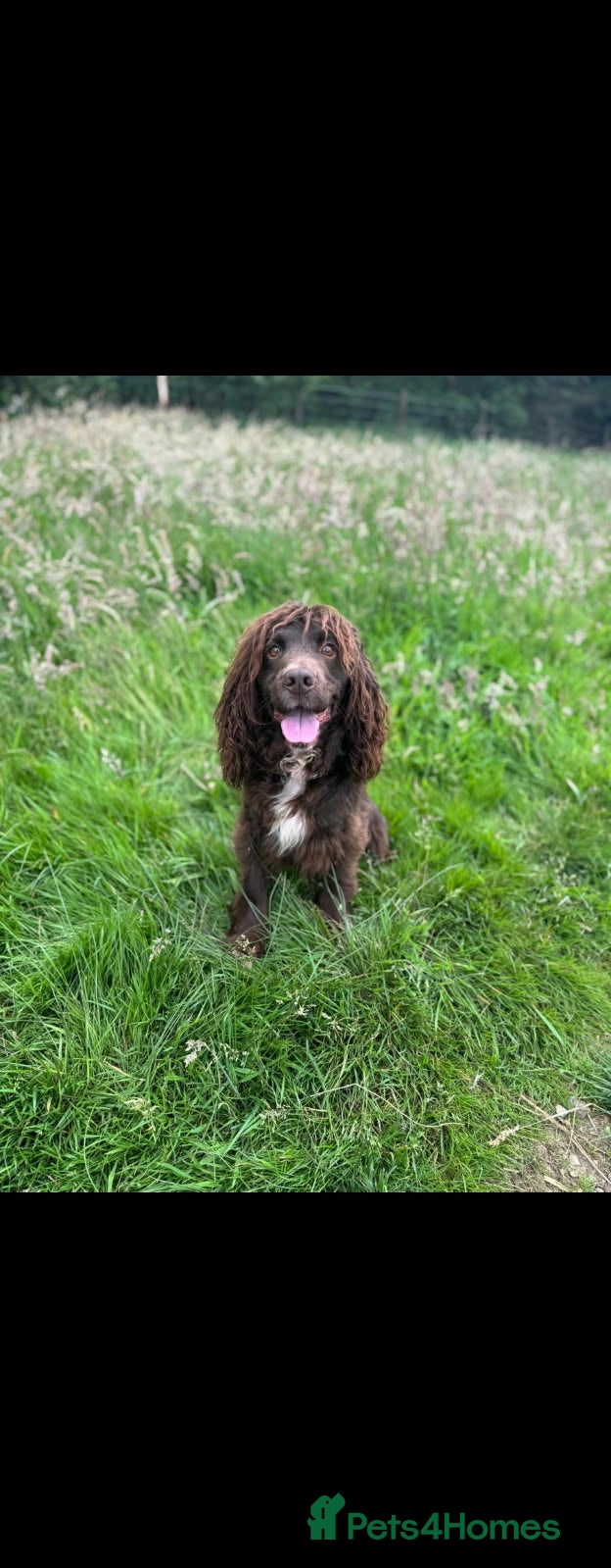 Cocker Spaniel dogs Cocker spaniel puppies - Advert 2