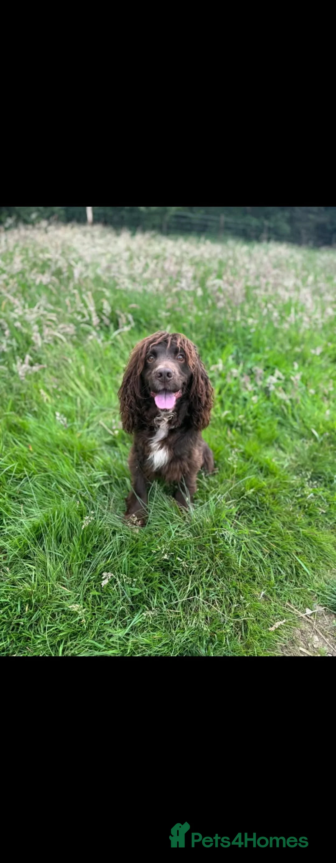 Cocker Spaniel dogs for sale: Cocker spaniel puppies - Advert 2