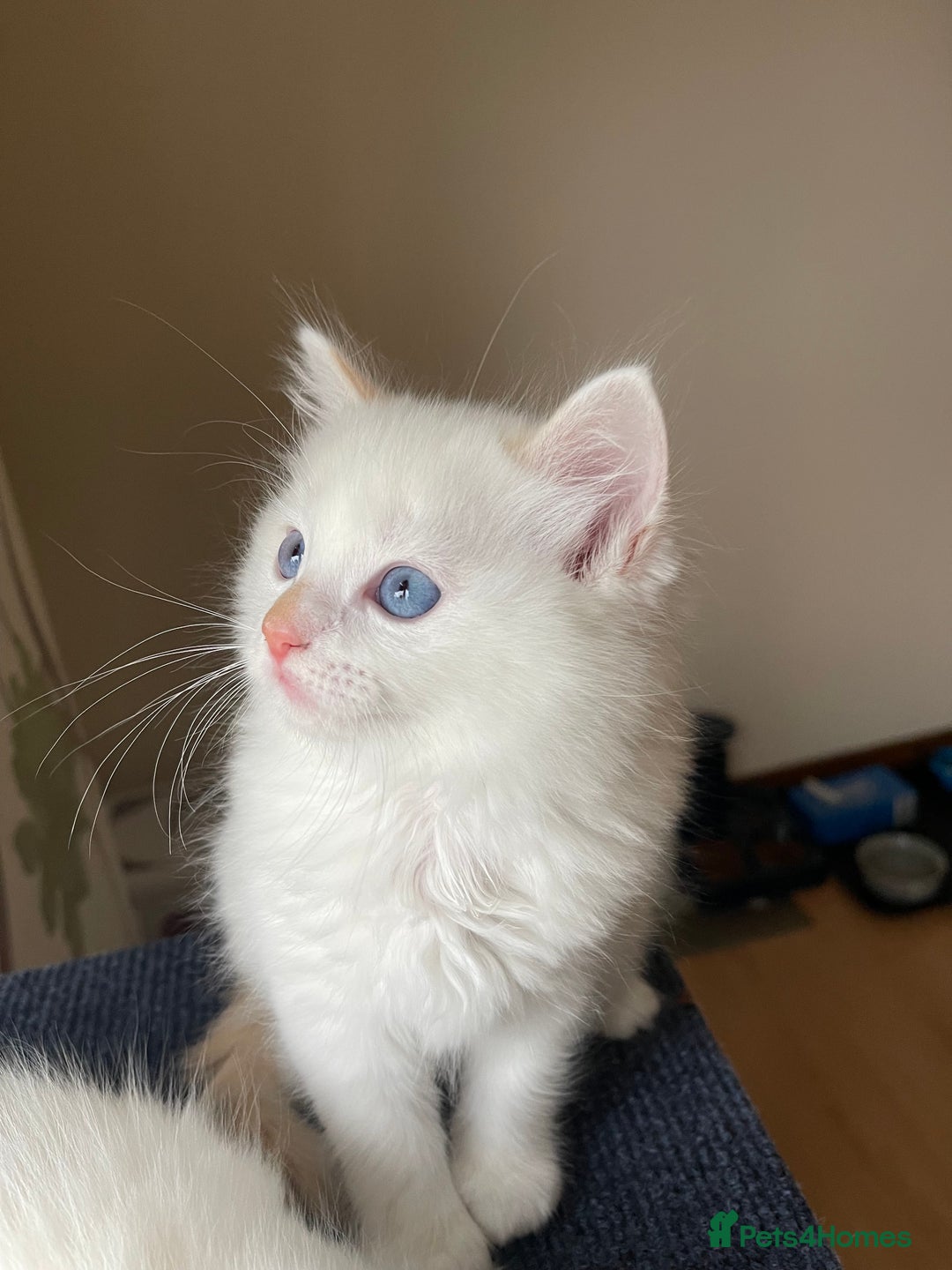 Ragdoll cats for sale: VERY RARE CREAM FLARE BICOLOUR RAGDOLL KITTEN - Image 26