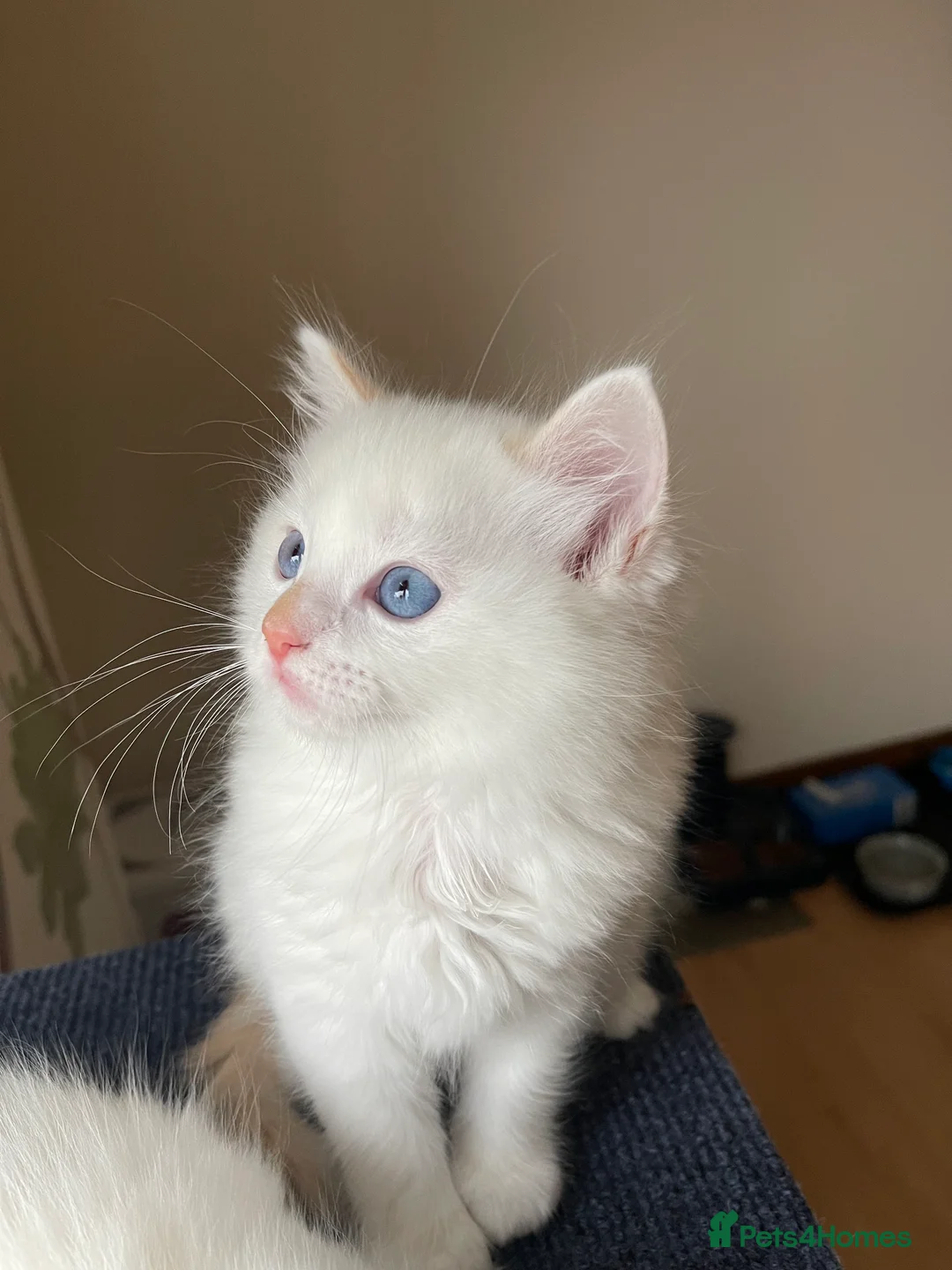 Ragdoll cats for sale: VERY RARE CREAM FLARE BICOLOUR RAGDOLL KITTEN - Advert 26
