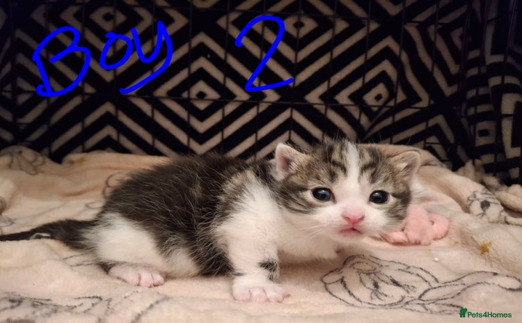Mixed Breed cats - Advert 3