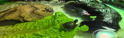 Turtle reptiles for sale: Painted turtles for sale - Advert 17