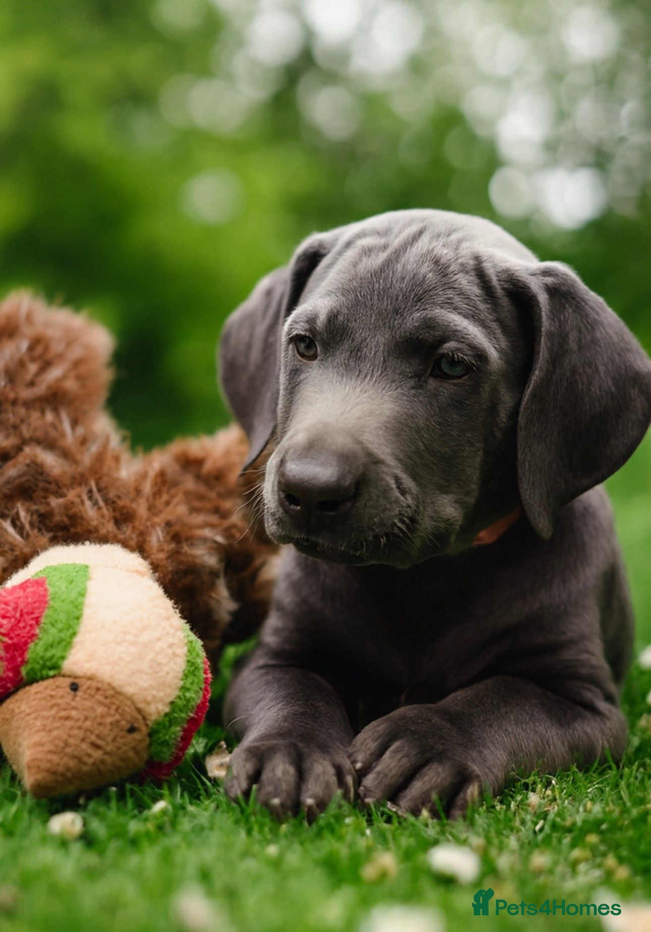 Weimaraner dogs ✨ KC Weimaraner Puppies — Champion Bloodlines ✨ - Advert 1