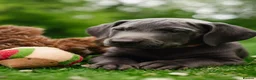Weimaraner dogs for sale: ✨ KC Weimaraner Puppies — Champion Bloodlines ✨ - Advert 1