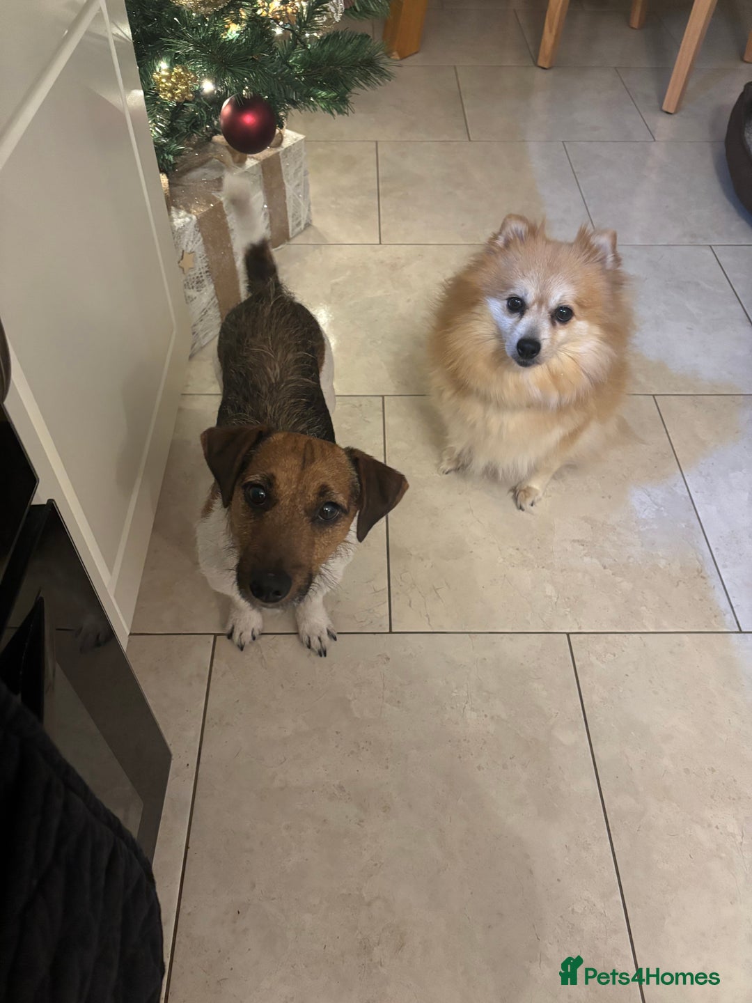 Mixed Breed dogs for sale: Jackaranian puppies - Advert 21