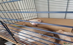 Ferret rodents for sale: Male ferrets  - Image 4