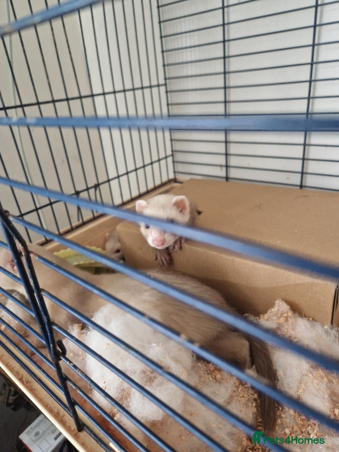 Ferret rodents for sale: Male ferrets  - Image 4