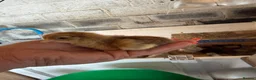 Chickens poultry for sale: 🐥🐣🥚USA Bearded silkies🐥Vorwerk🐥Brahmas🥚🐣🐥 - Advert 11