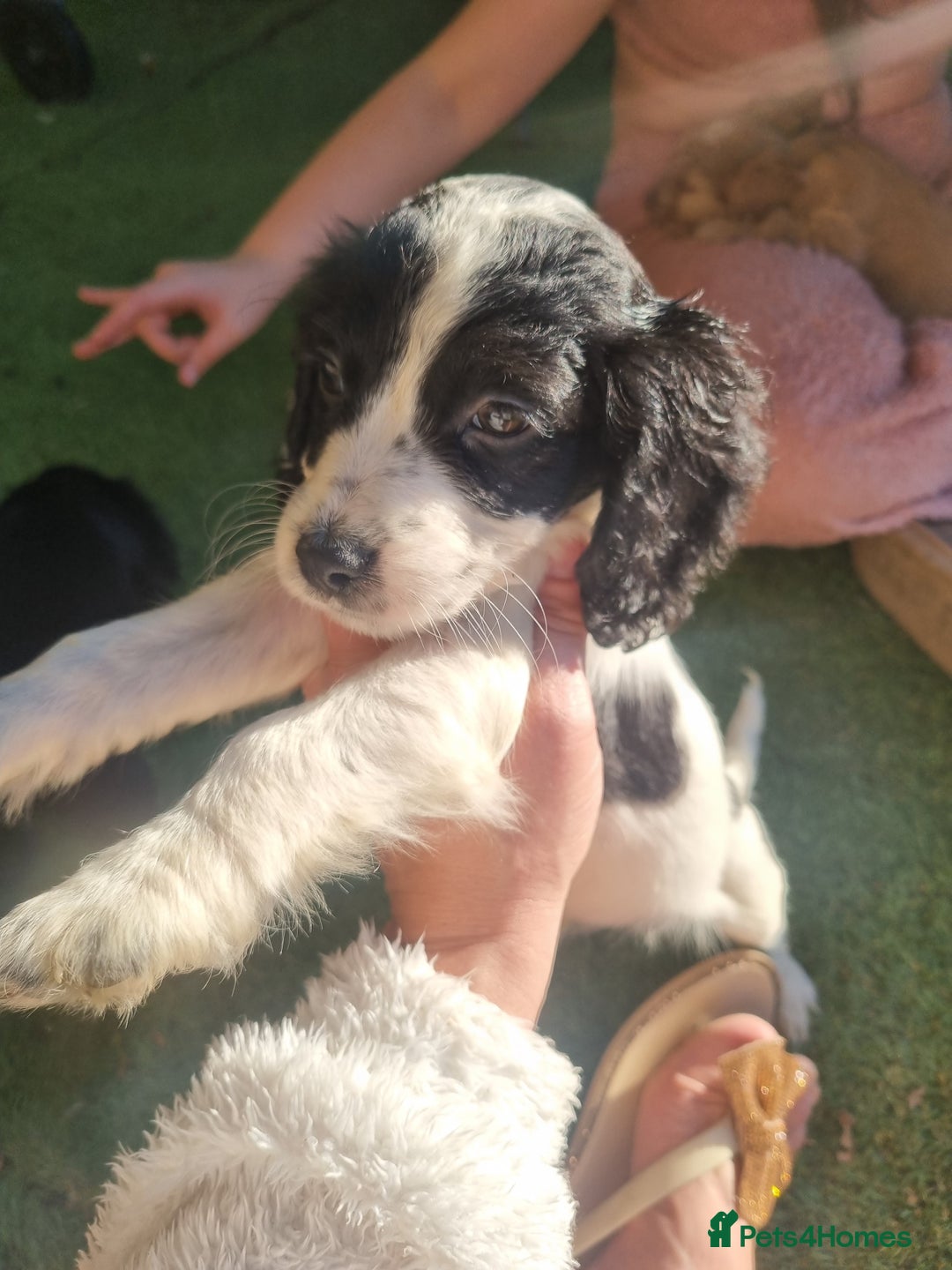 Cocker Spaniel dogs for sale: Stunning litter of cocker spaniels  - Image 3
