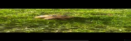 Hermann Tortoise reptiles for sale: Male tortoise for sale  in Hyde - Advert 5