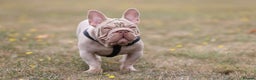 French Bulldog dogs for sale: Newshade Velvet Female Frenchie Pup - Advert 9
