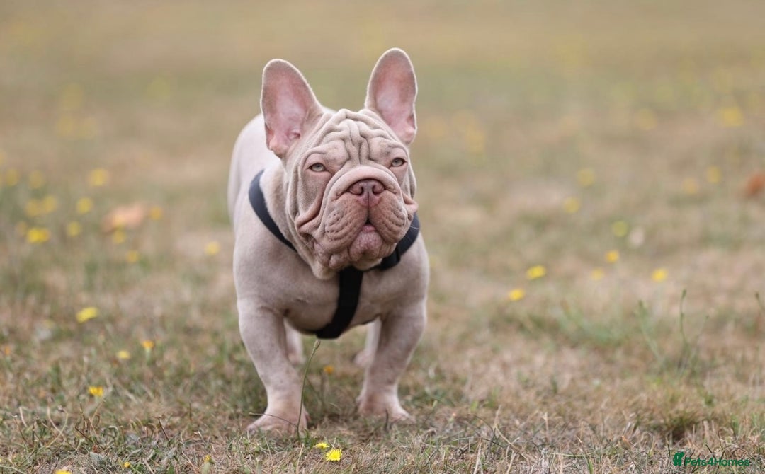 French Bulldog dogs for sale: Newshade Velvet Female Frenchie Pup - Advert 9
