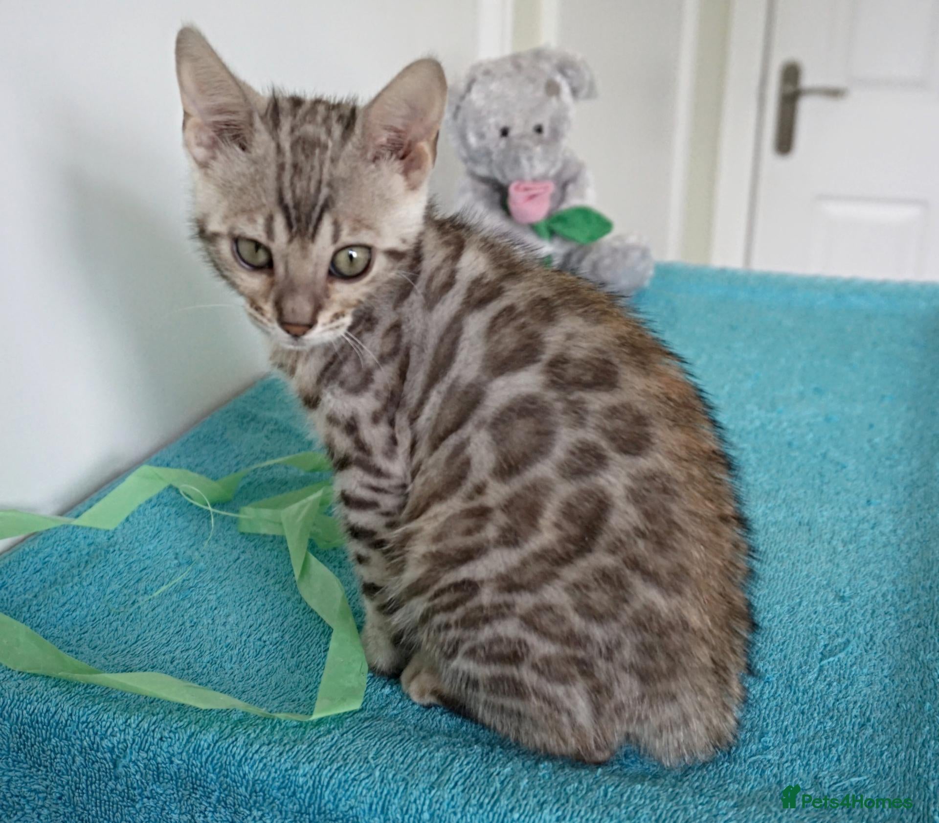 Bengal cats Ready Now Superb Bengal Girl Kitten - Advert 14