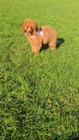 Miniature Poodle dogs - Advert 2