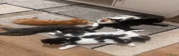 Mixed Breed cats for sale: 4 beautiful family kittens ready to leave now  - Advert 2