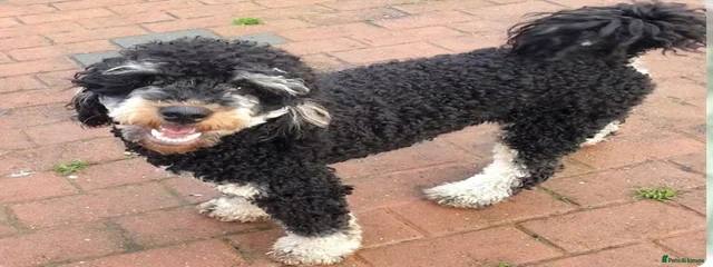 Bandit