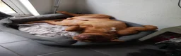 Dogue De Bordeaux dogs for sale: Thor and storm  in Mauchline - Advert 25