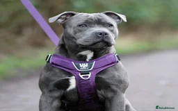 Staffordshire Bull Terrier dogs for sale: Beautiful staffy puppies - Image 18